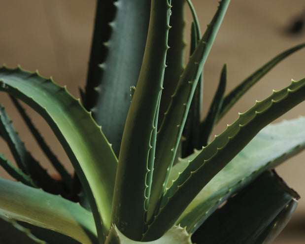 Liv sla Aloe vera - Historie, vyuit, pstovn  DMP