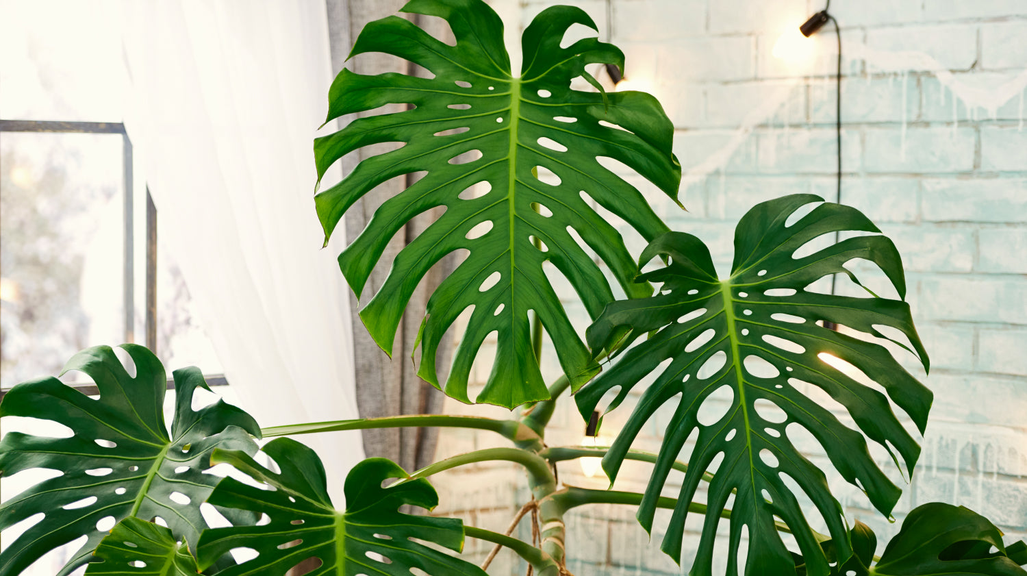 philodendron dragon tail Philodendron