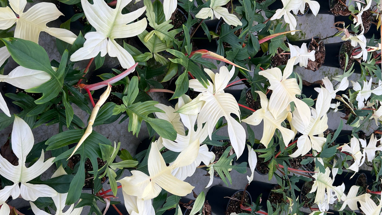 předplatné rostlin