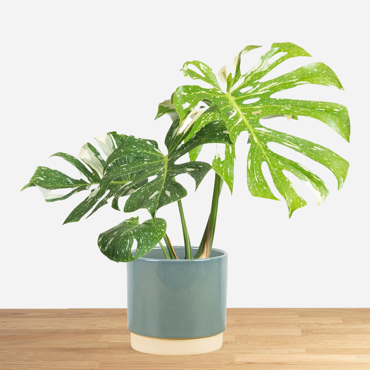 Monstera Thai Constellation 'M' – DMP