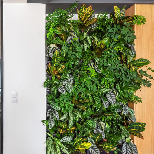 PlantBox - Živá stěna 3 moduly