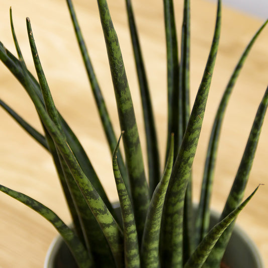 Sansevieria fernwood Punk