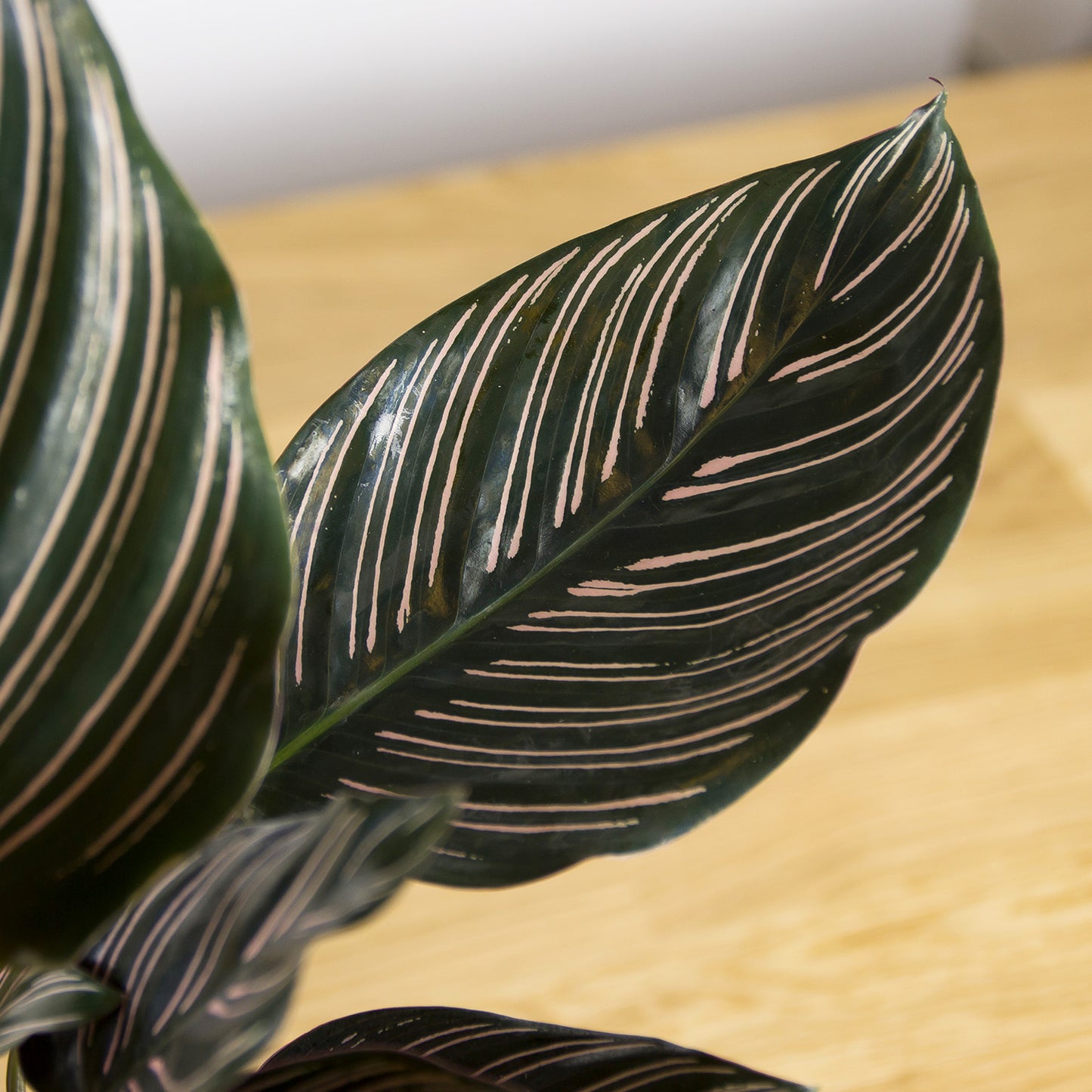 Calathea Sanderiana 'S'