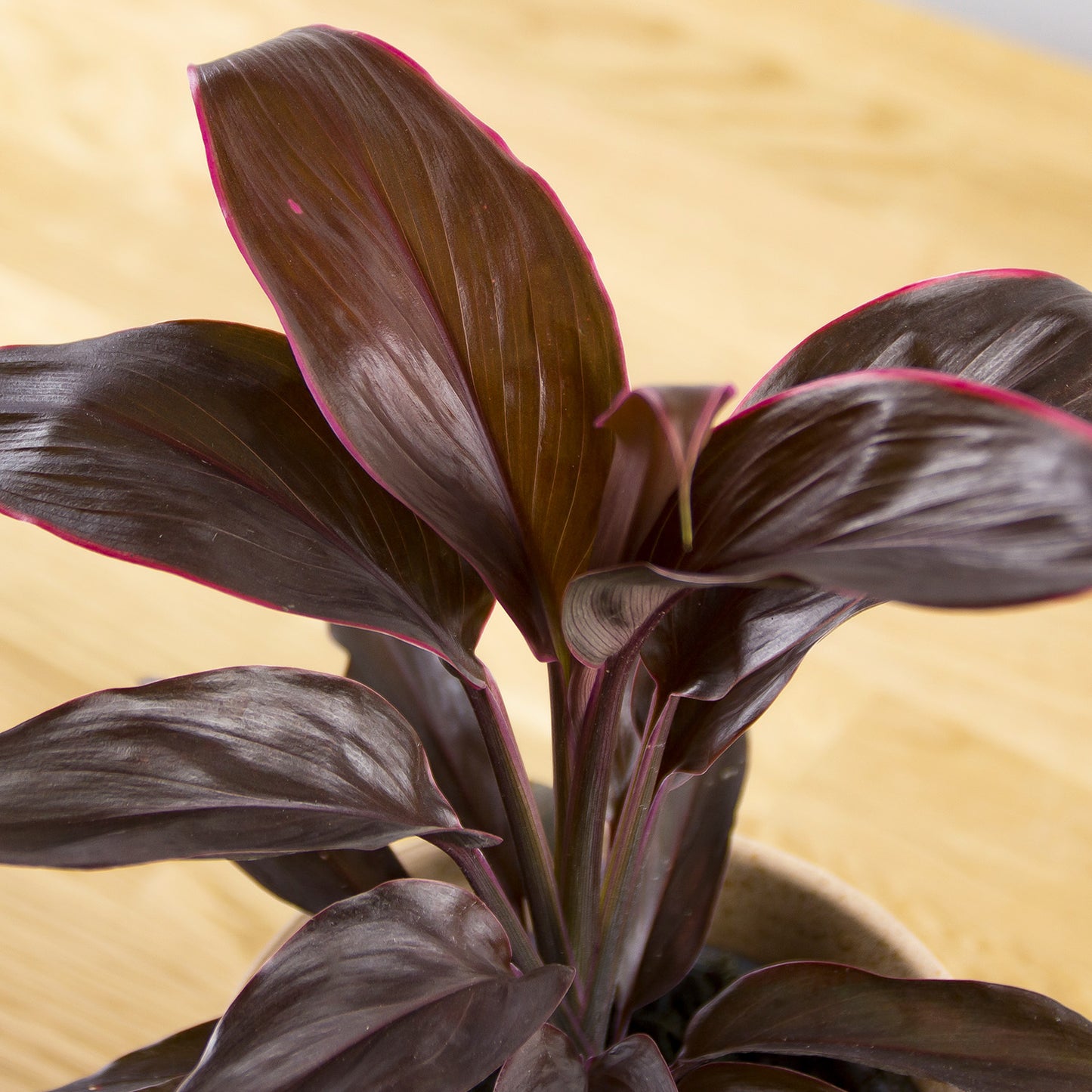 Cordyline frutisoca Conga