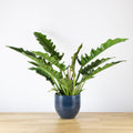 Philodendron Narrow 'M'