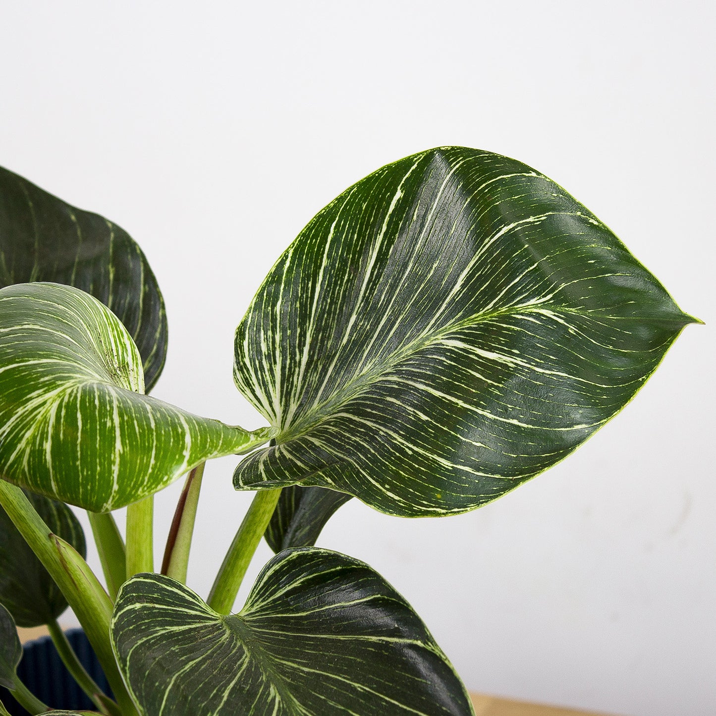 Philodendron birkin