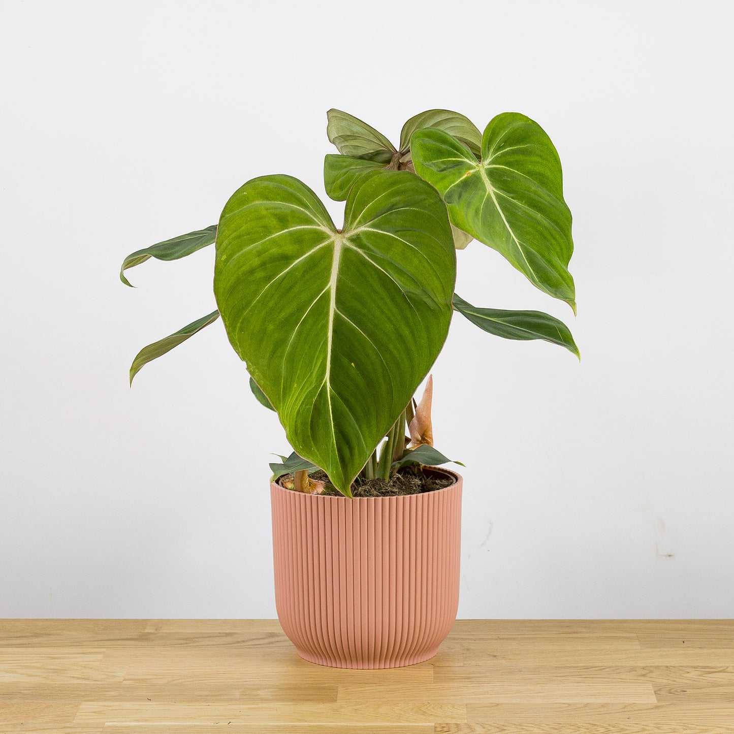 Philodendron Gloriosum