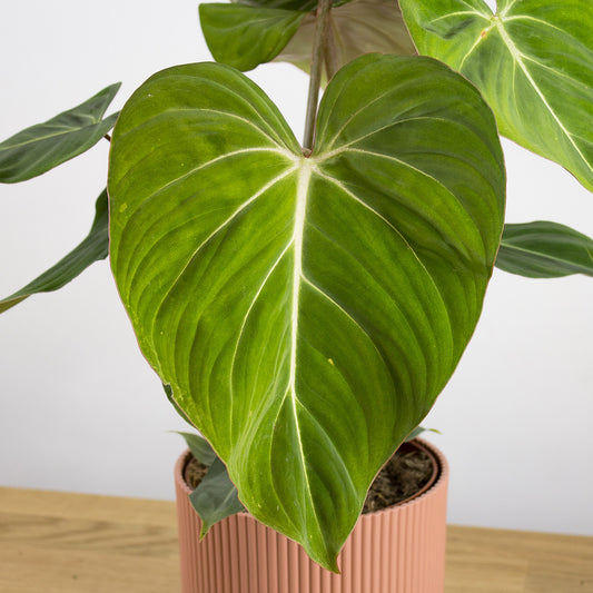 Philodendron Gloriosum