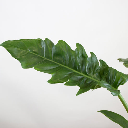 Philodendron Narrow 'M'