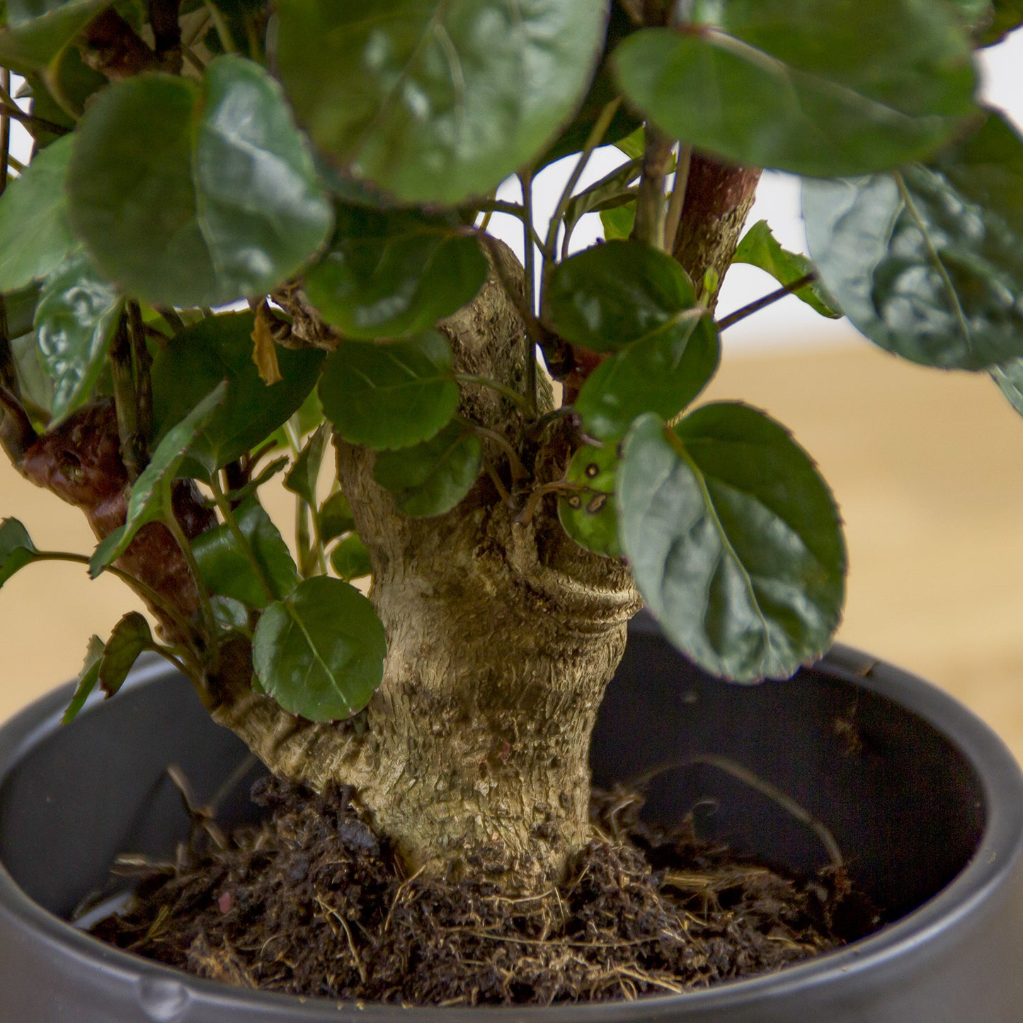 Polyscias scutellaria Fabian 'S'