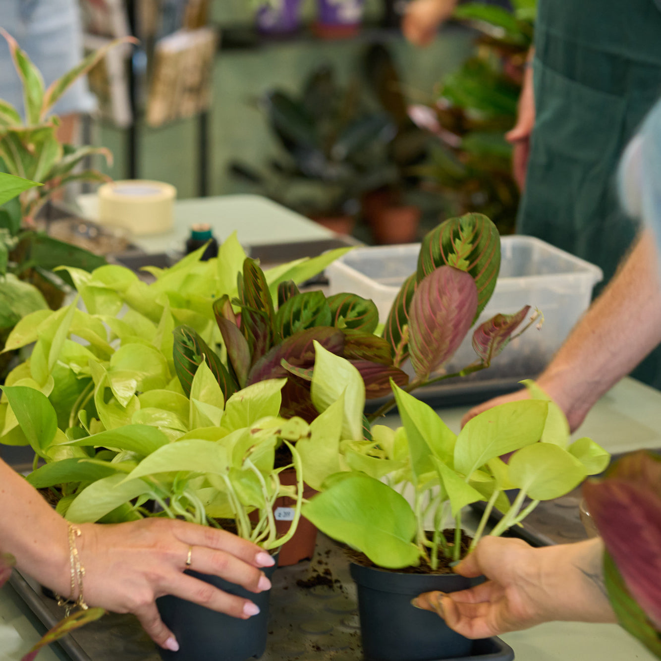 Workshop: Výroba kokedamy
