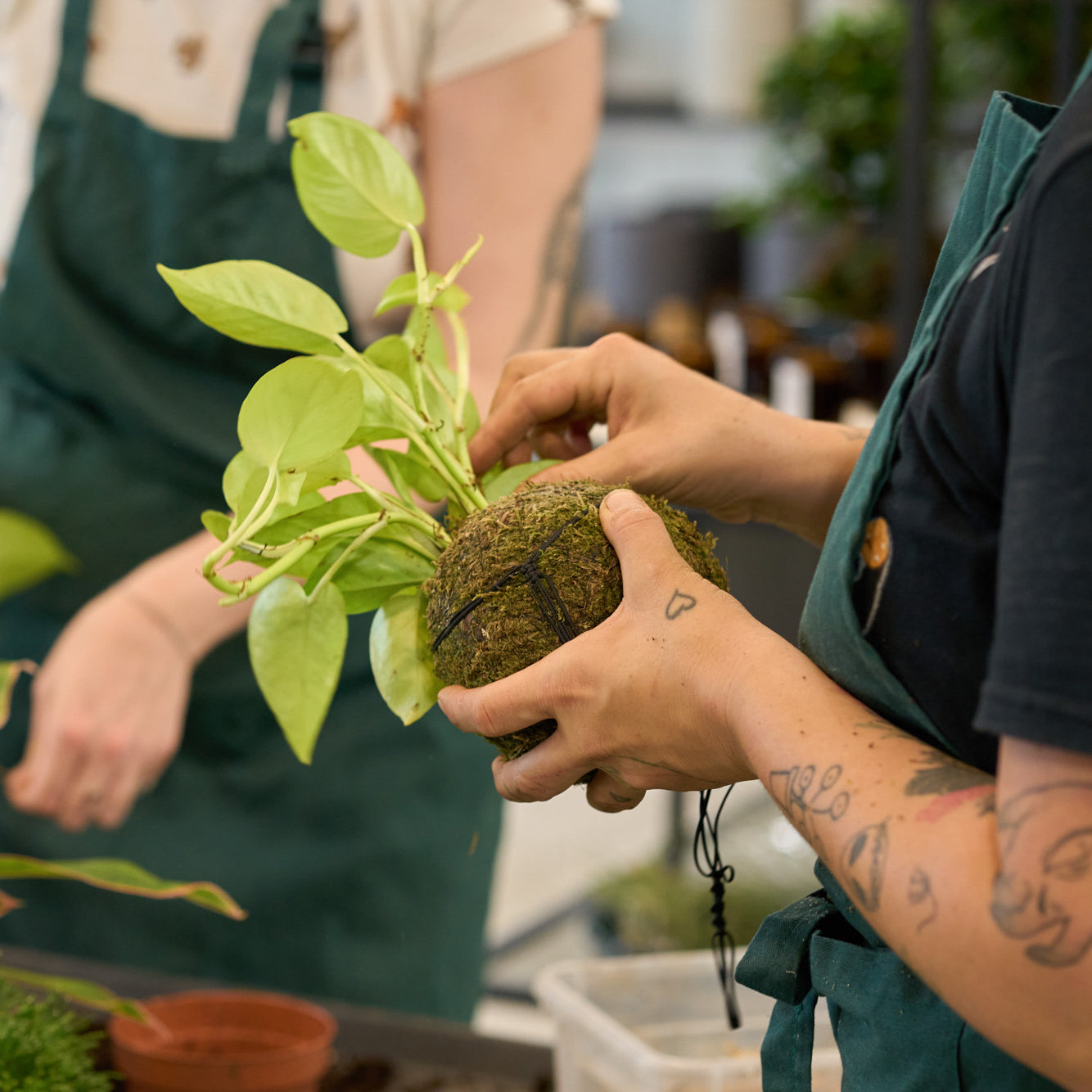 Workshop: Výroba kokedamy