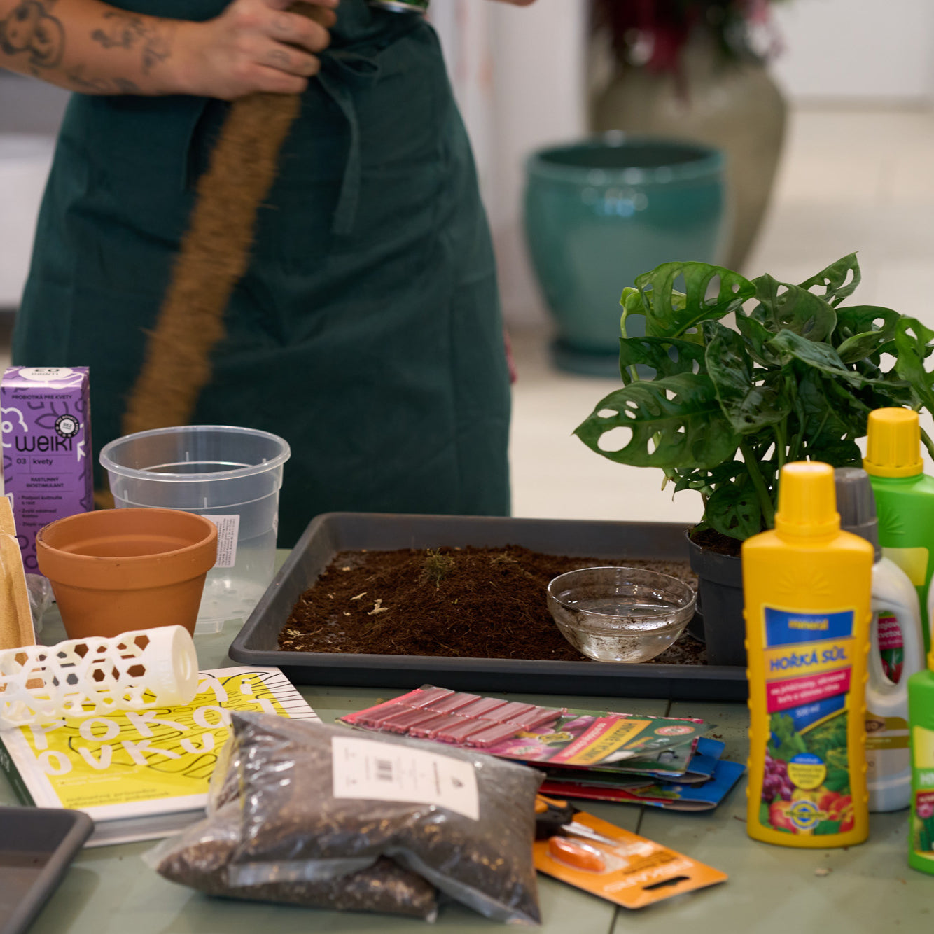 Workshop: Péče o pokojovky a jejich přesazování