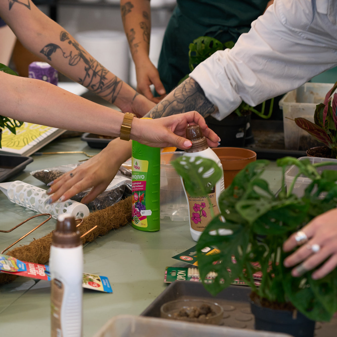 Workshop: Péče o pokojovky a jejich přesazování