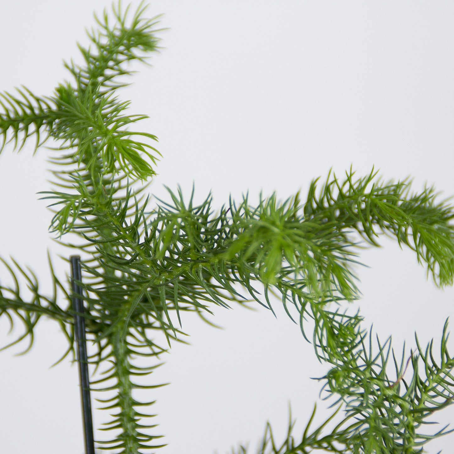 Araucaria heterophylla - Blahočet 'XS'