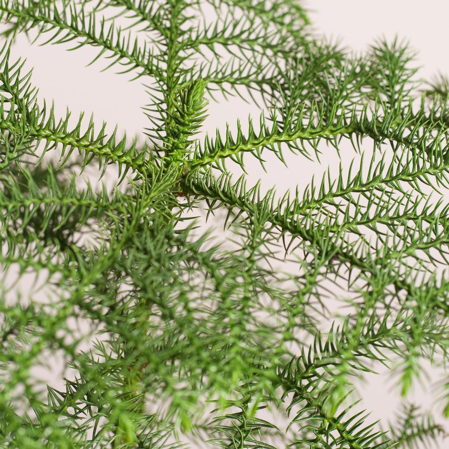 Araucaria heterophylla - Blahočet 'XS'