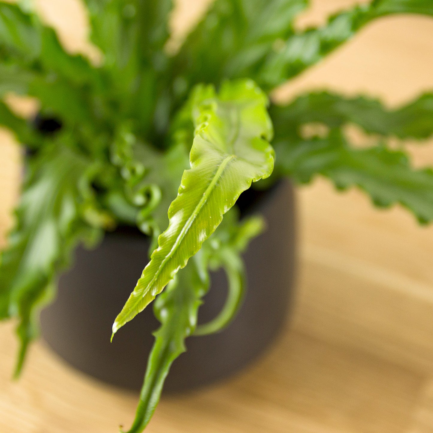 Asplenium antiquum Osaka