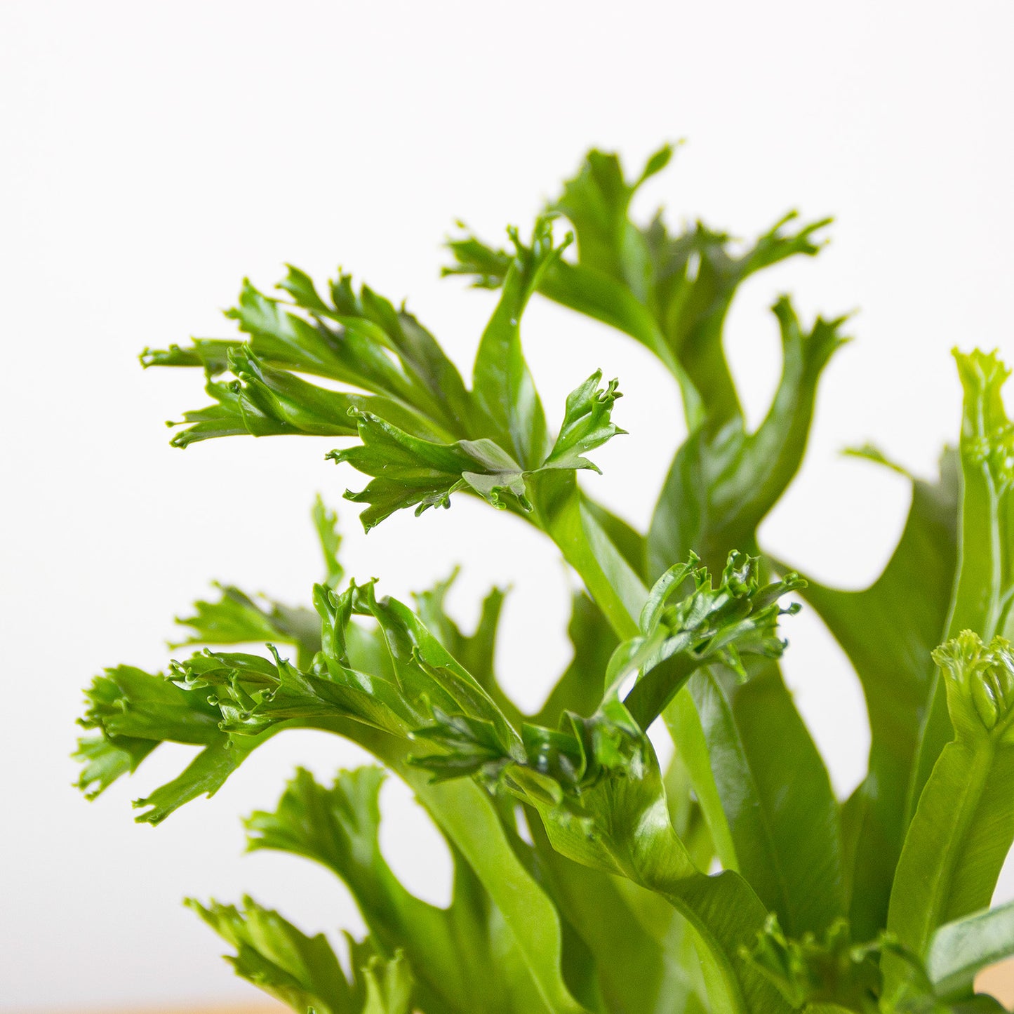 Asplenium nidus Crissie