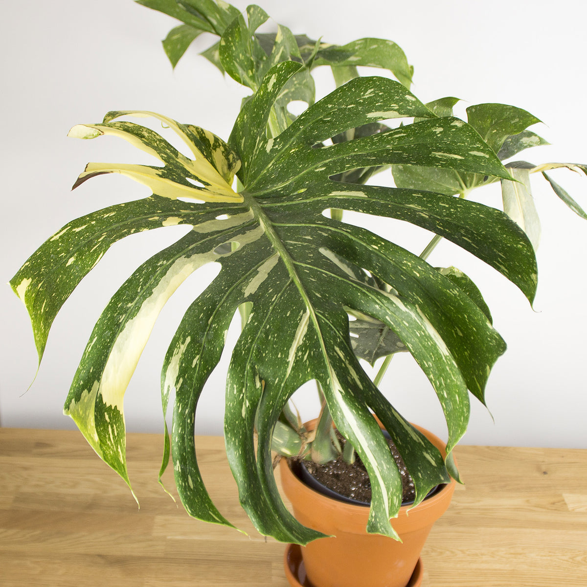 Monstera Thai Constellation XL