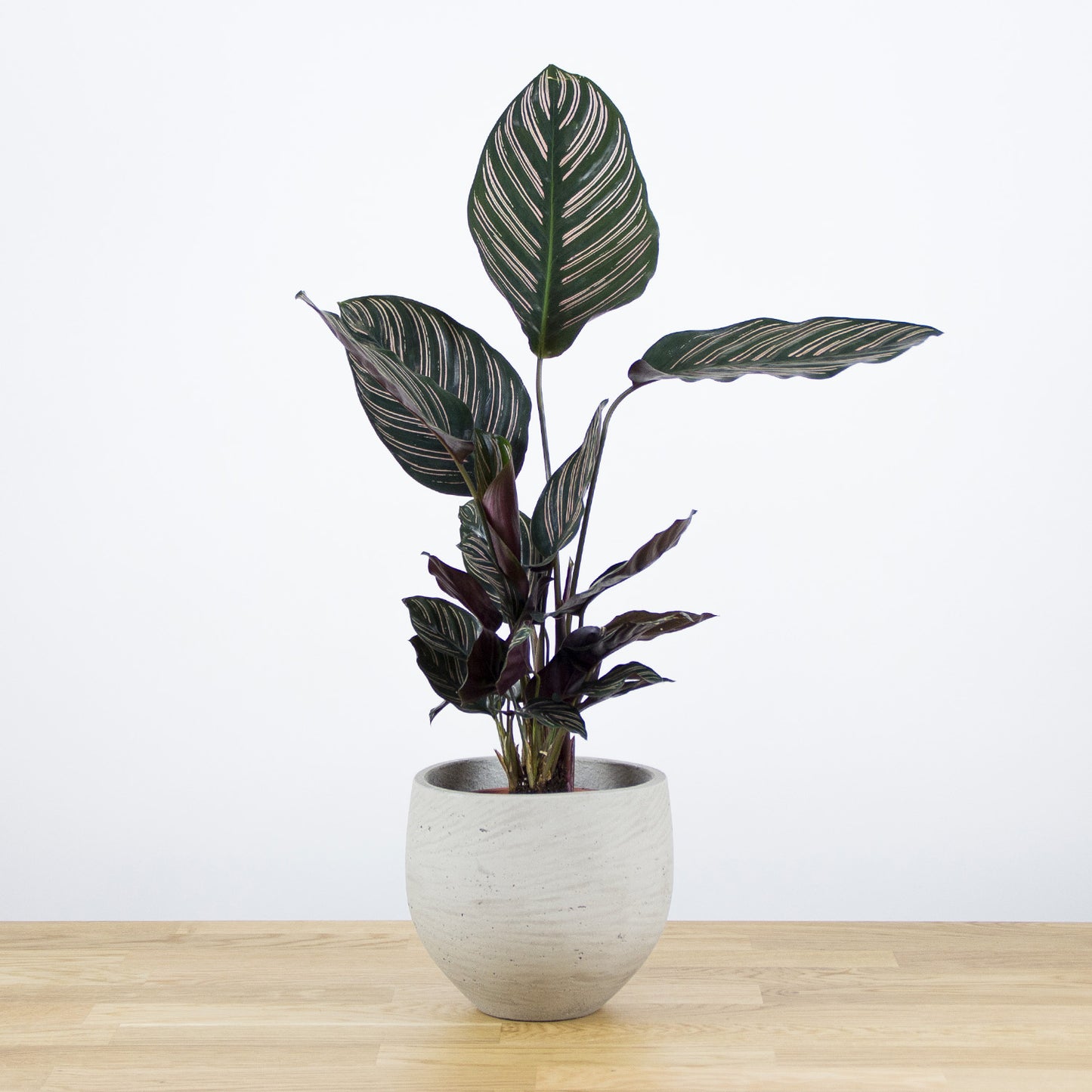 Calathea Sanderiana 'S'