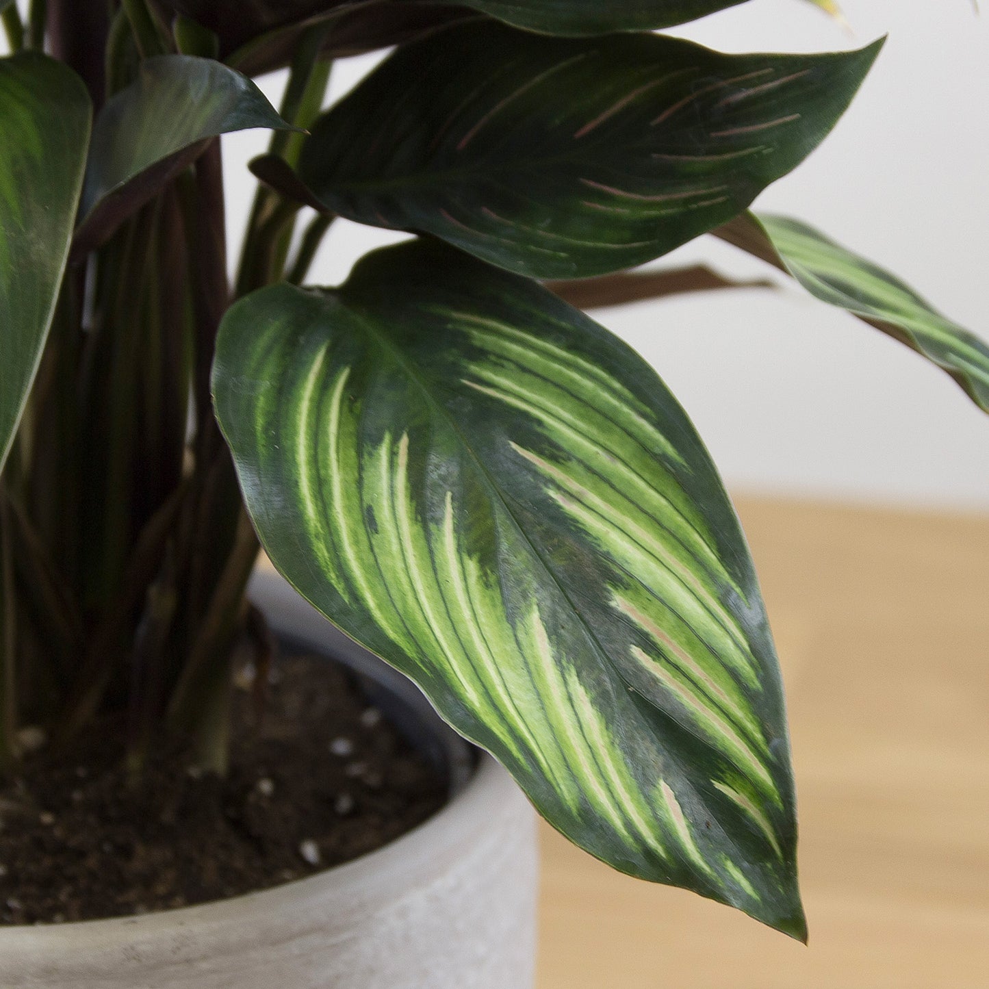 Calathea Beauty Star