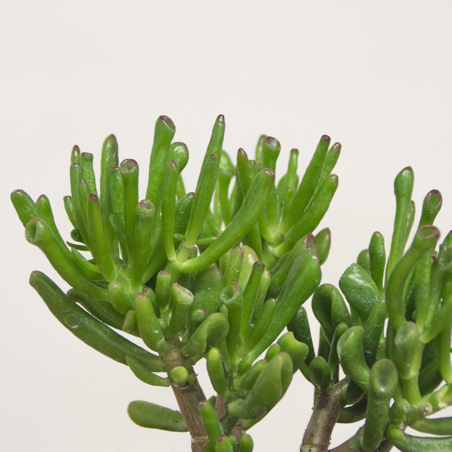 Crassula Hobbit