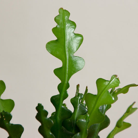 Epiphyllum Anguliger 'baby'