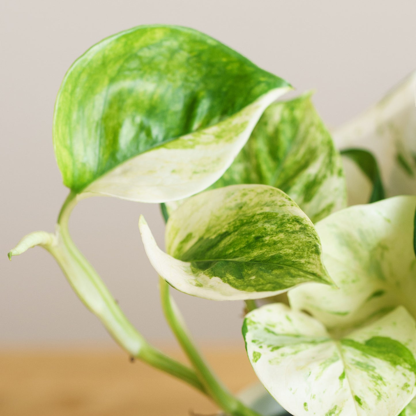 Epipremnum Happy Leaf