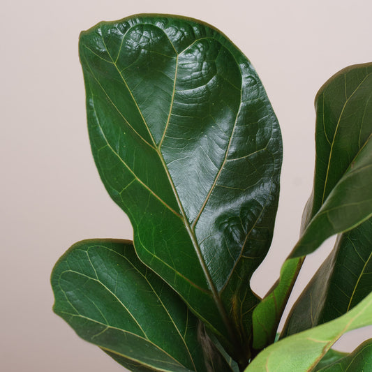 Ficus Lyrata Bambino