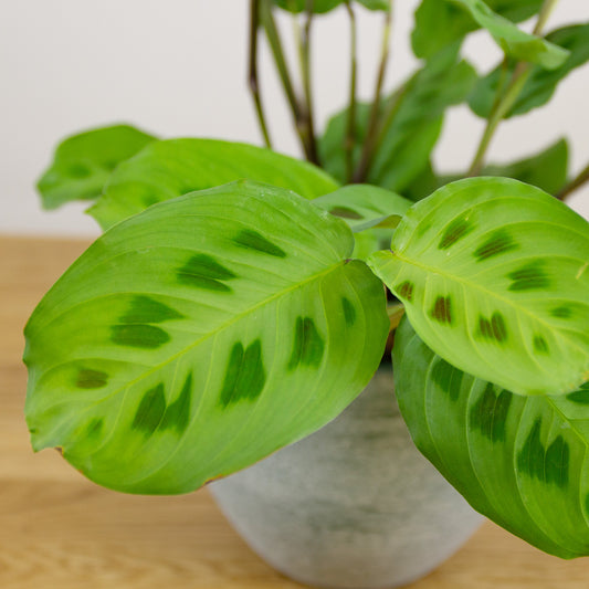 Maranta Leuconeura Kerchoveana