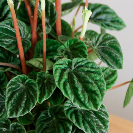Peperomia Caperata Lilian