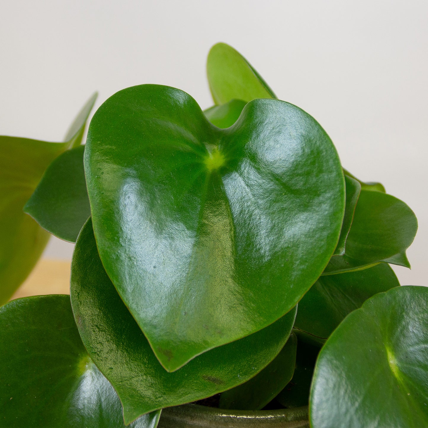 Peperomia polybotrya Raindrop