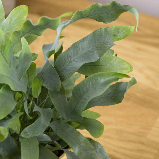 Phlebodium Blue Star