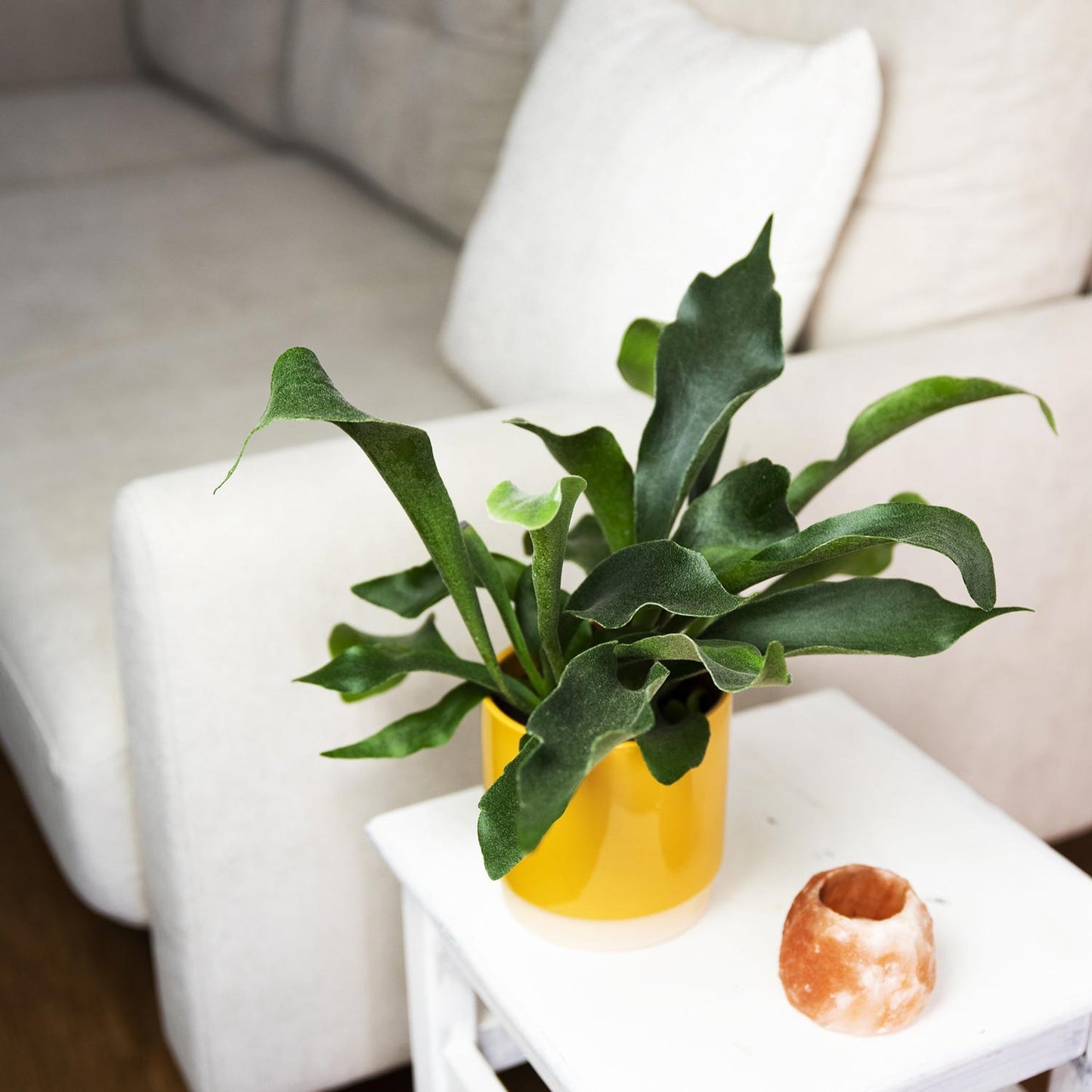 Platycerium bifurcatum