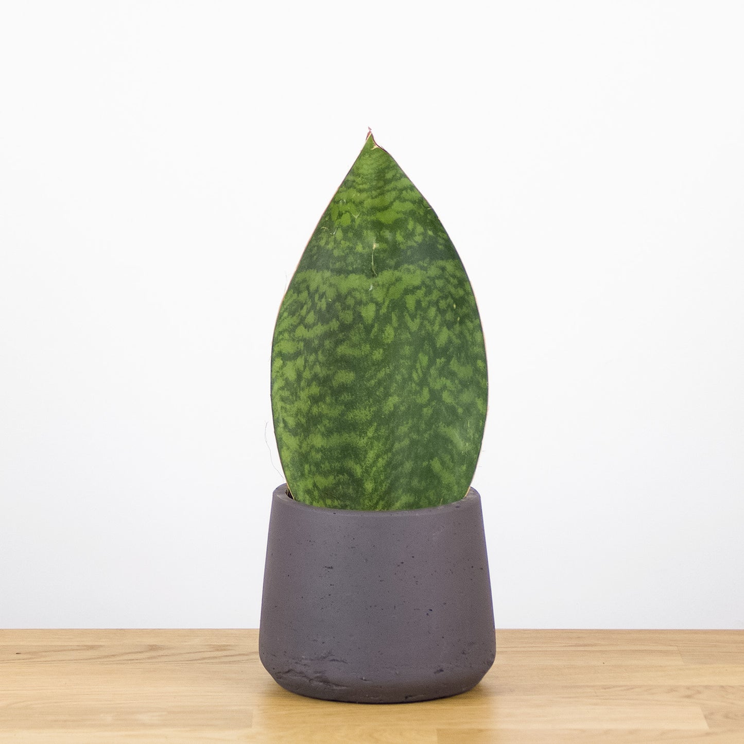 Sansevieria Masoniana