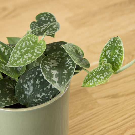 Scindapsus pictus Argyraeus