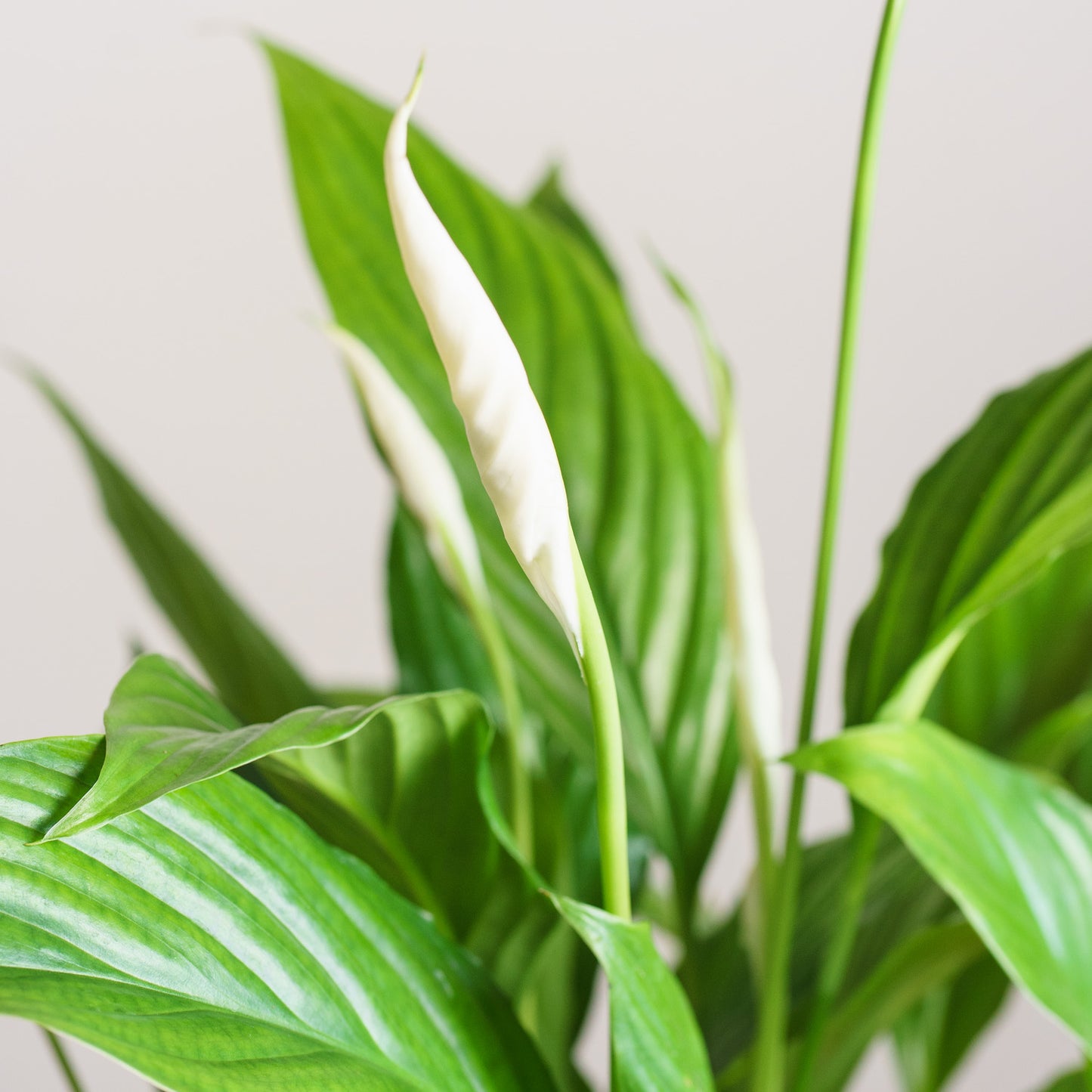 Spathiphyllum Straus 'S'