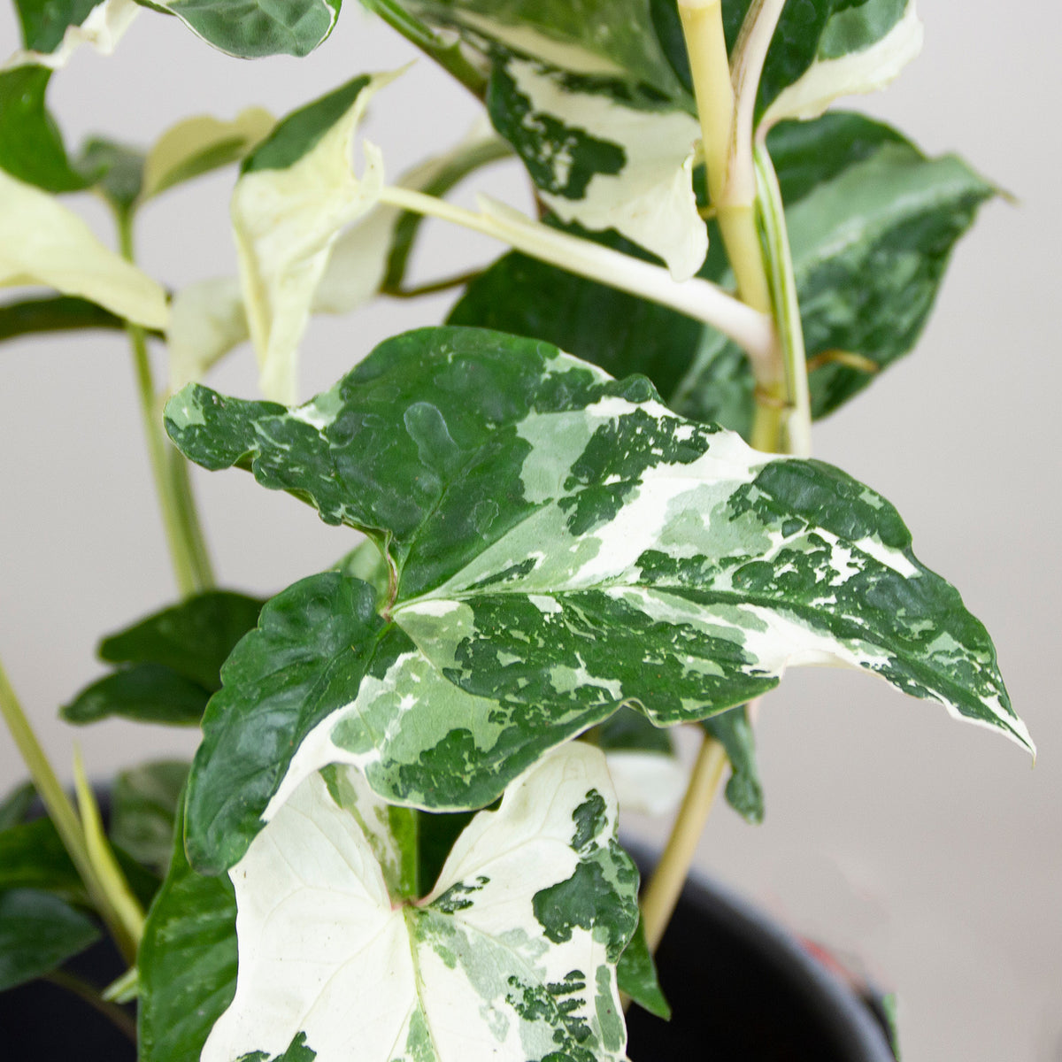 Syngonium Albo Variegata - Variegated Syngonium - Syngonium Emerald Gem - deals Large Open Terrarium