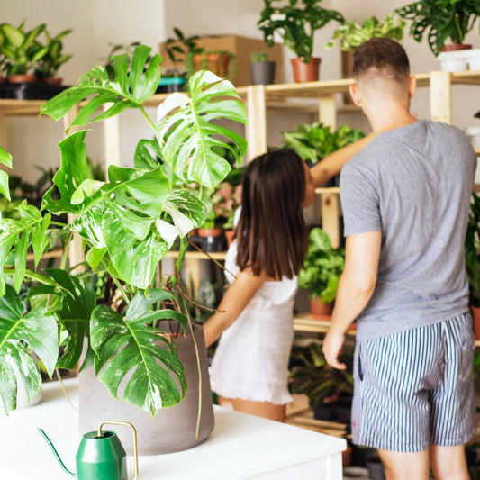 Další tipy a triky pro pěstování pokojovek