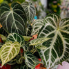 Discover the magic of exotic Anthuriums with us 