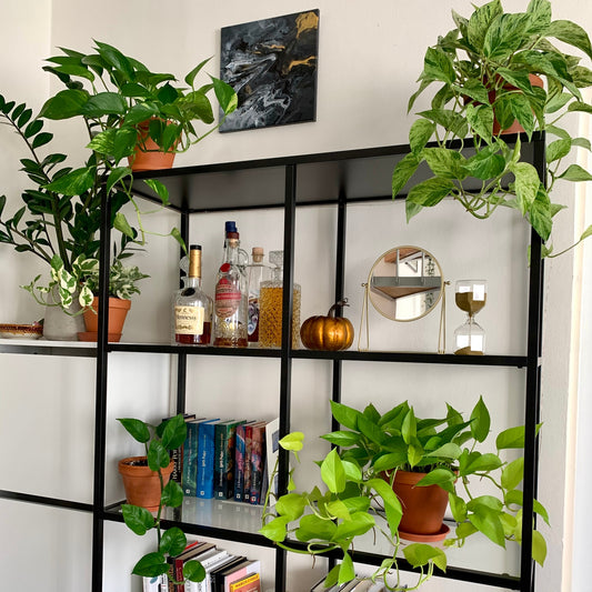 7 druhů nenáročných pokojovek pro začátečníky