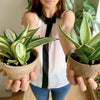 8 air purifying plants