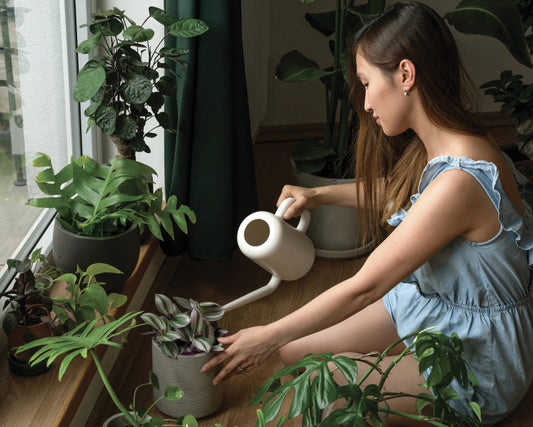 Jakto, že pořád přelívám své pokojovky? Odhalení tajemství zálivky!