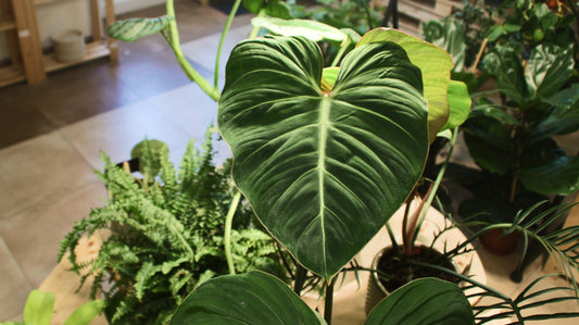 Philodendrony, miláčci nejen sběratelů