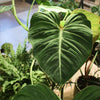 Philodendrons, darlings not only of collectors