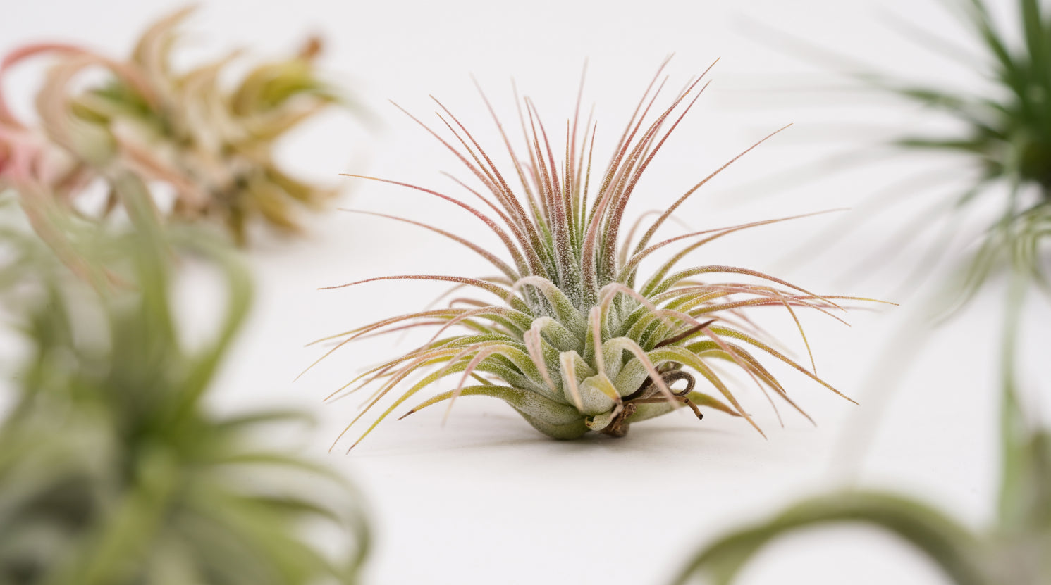 AirPlant • Piante aeree (Tillandsia)