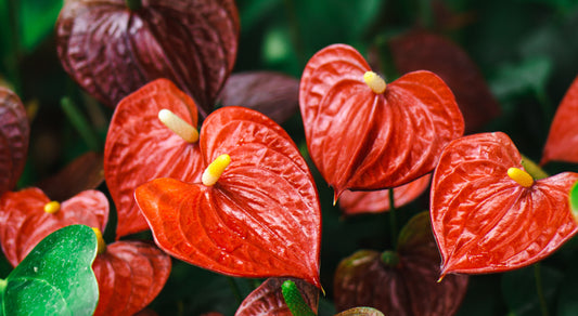 Nezatoulalo se vám Anthurium? Péče o skvostné toulitky.