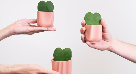 Péče o malé "baby" pokojovky