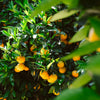 Citrus in home conditions 
