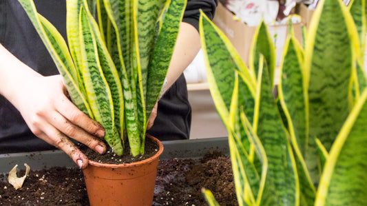 Přesazování a hnojení pokojových rostlin